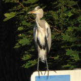 1609F 102 Spree und Havel